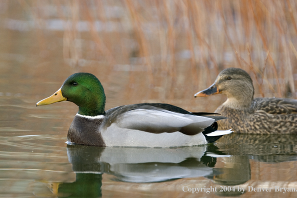 Mallards on pond.