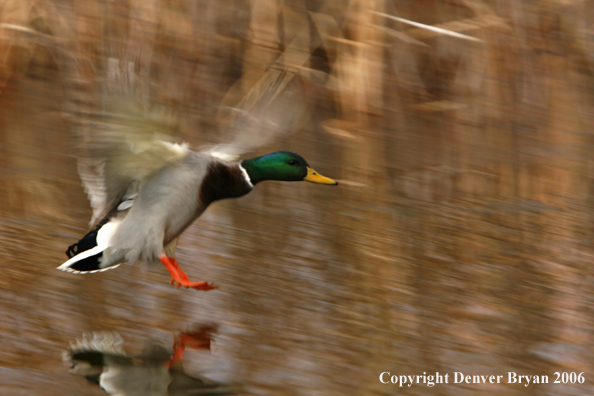 Mallard drake landing on water.