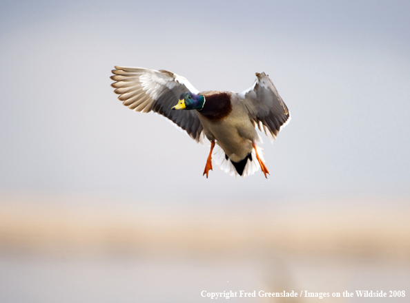 Mallard drake in flight