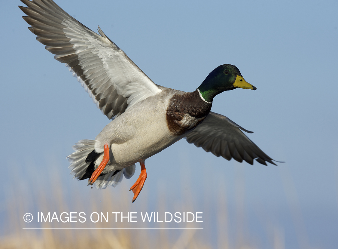 Mallard duck in flight.