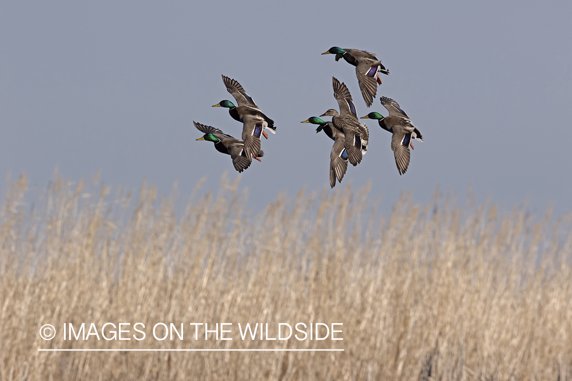 Mallards in flight.