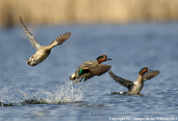 Green-winged Teal in flight. 