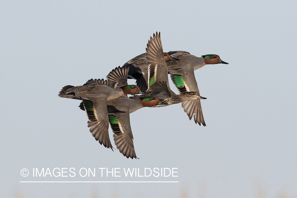 Green-winged Teal in flight.