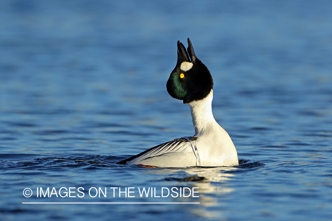 Common Goldeneye drake in habitat. 