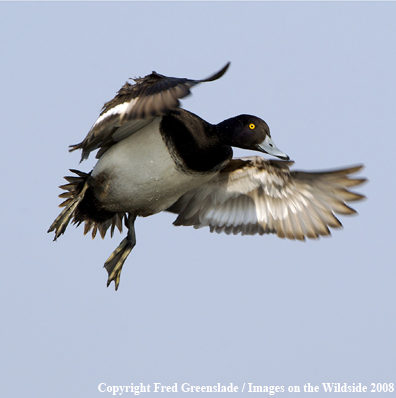 Lesser Scaup Duck