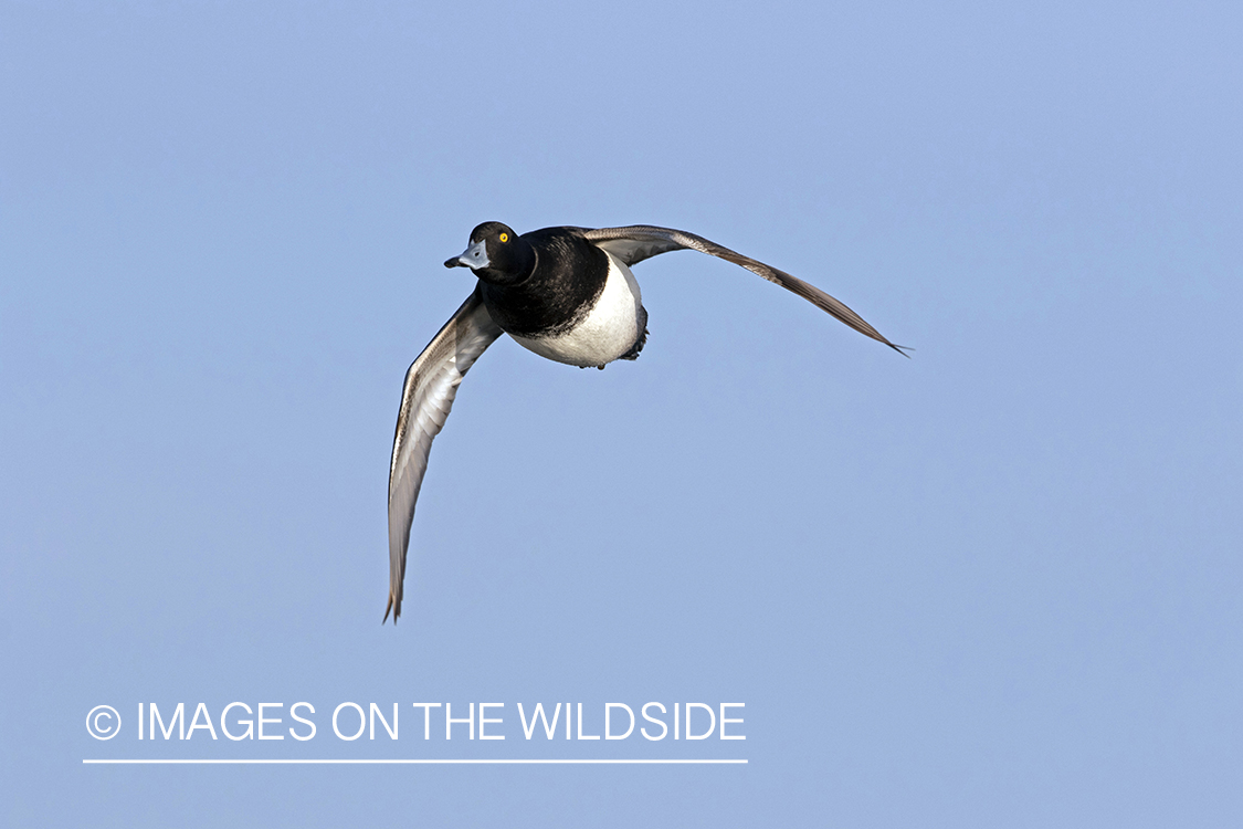 Lesser Scaup in flight.