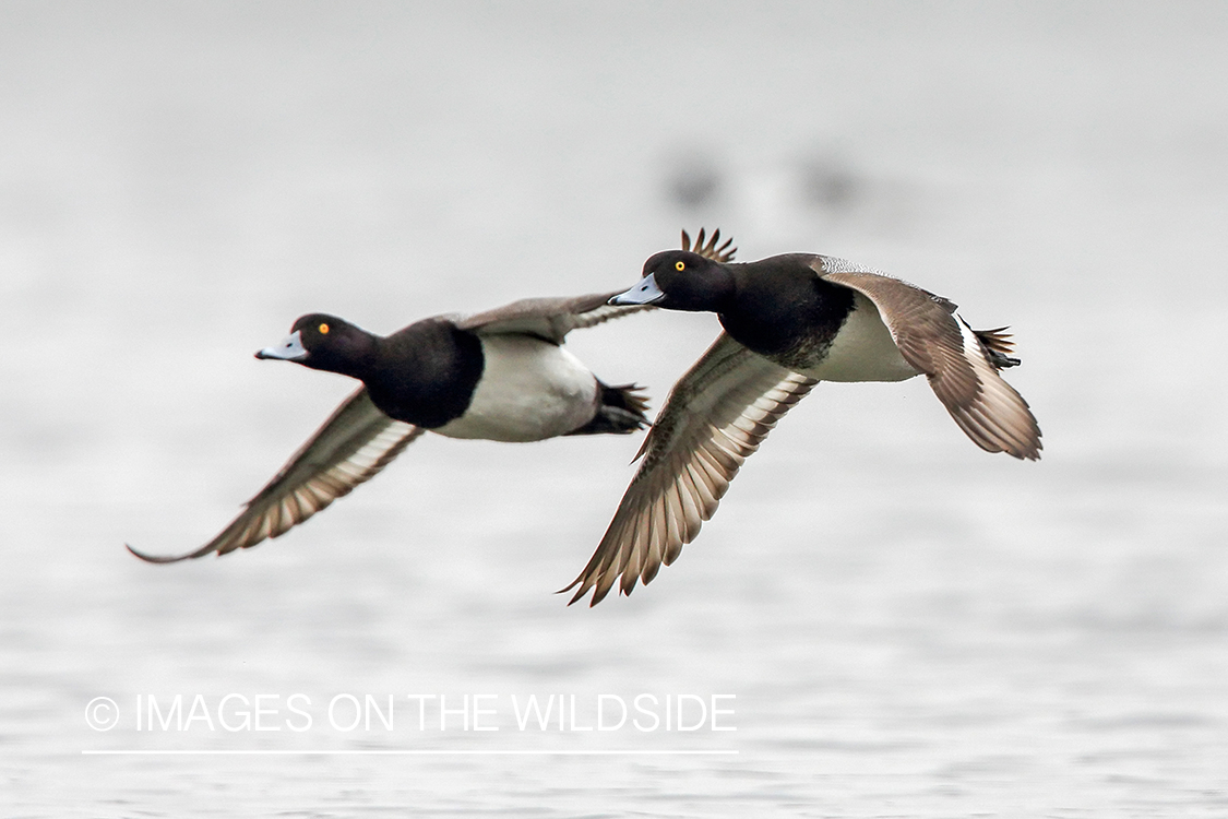 Greater scaup in flight.