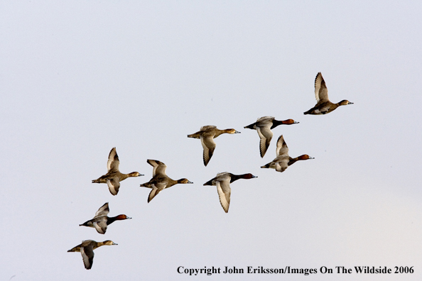 Redhead ducks in habitat.