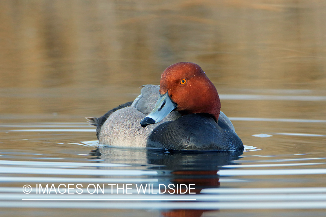 Redhead Drake