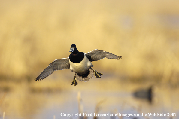 Ring-necked duck in flight