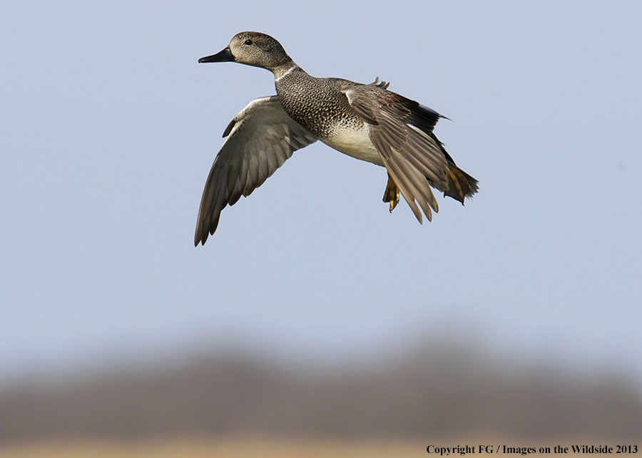 Mottled duck in flight.