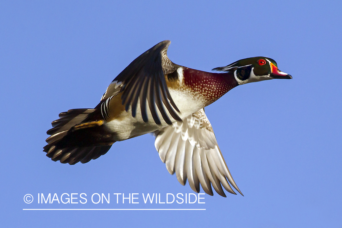 Wood duck in flight.