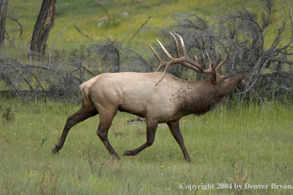 Rocky Mountain bull elk bugling.