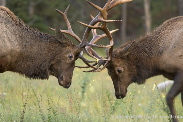 Rocky Mountain bull elk fighting.