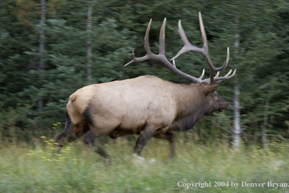 Rocky Mountain bull elk running.