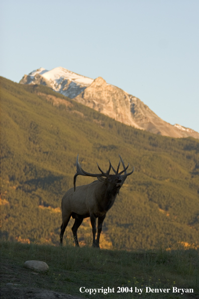 Rocky Mountain bull elk bugling.