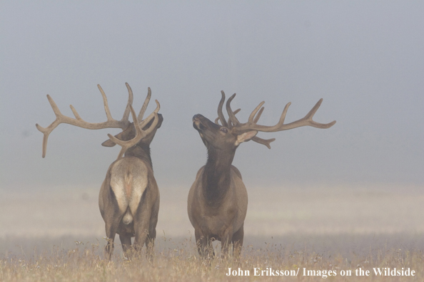 Bull elk in velvet.