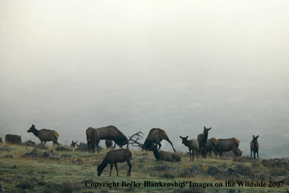 Rocky Mountian Elk Herd