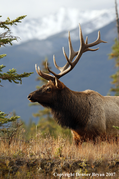 Rocky Mountain Elk 