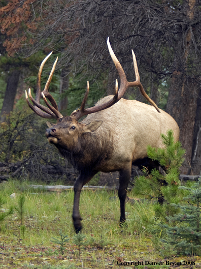 Rocky Mountain Elk 