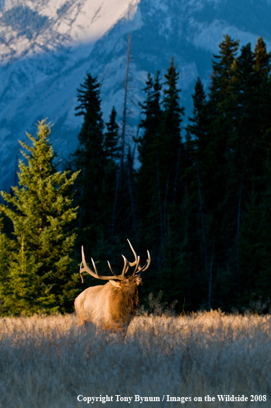 Rocky Mountain Elk Bugling