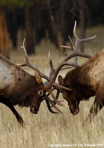 Bull Elk Fighting