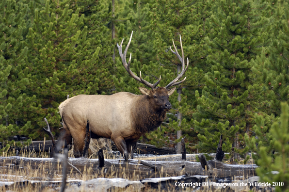 Rocky Mountain Bull Elk in Reprod