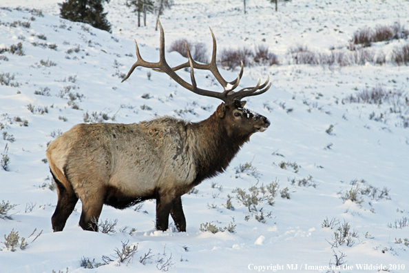 Rocky Mountain Bull Elk in habitat. 