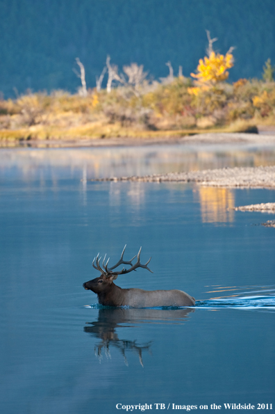 Bull elk in river. 