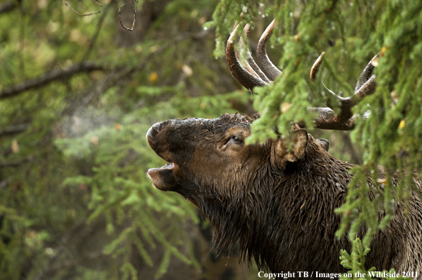 Rocky Mountain bull elk bugling. 