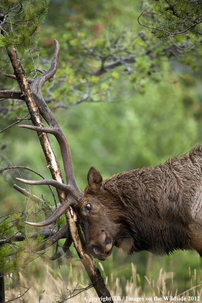 Bull elk rubbing branch. 