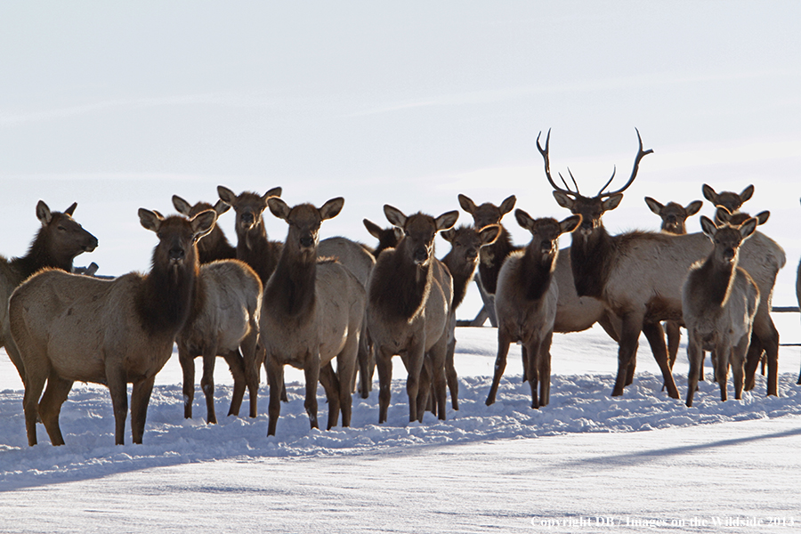 Elk in winter near urban area.