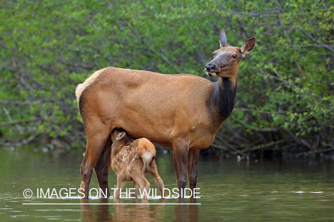 Rocky Mountain Elk with calf in habitat.