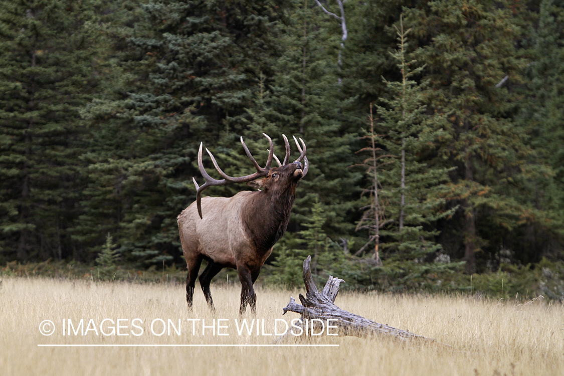 Rocky Mountain Bull Elk during the rut.