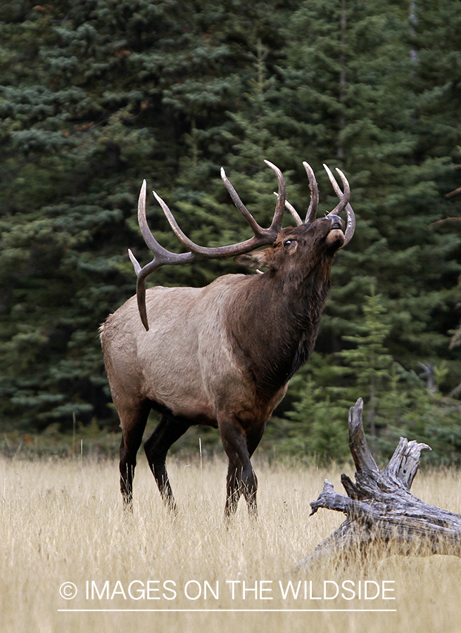 Rocky Mountain Bull Elk during the rut.