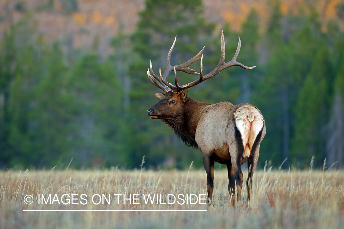 Bull elk in habitat.