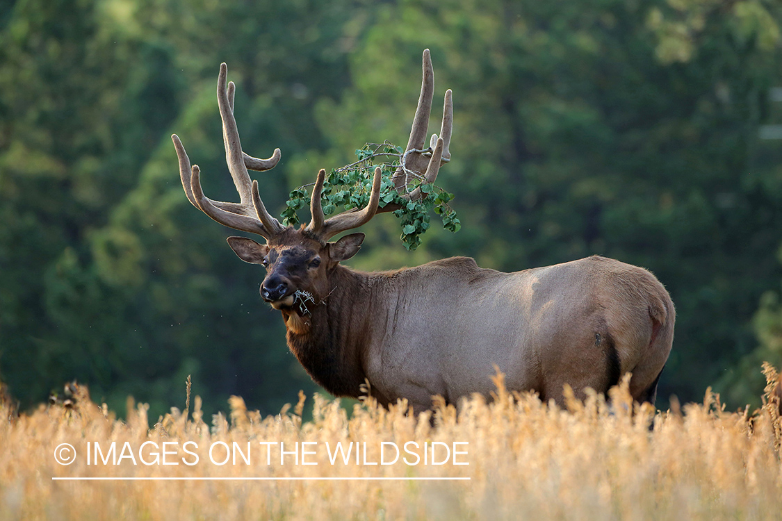 Elk in velvet with branch caught in antlers.