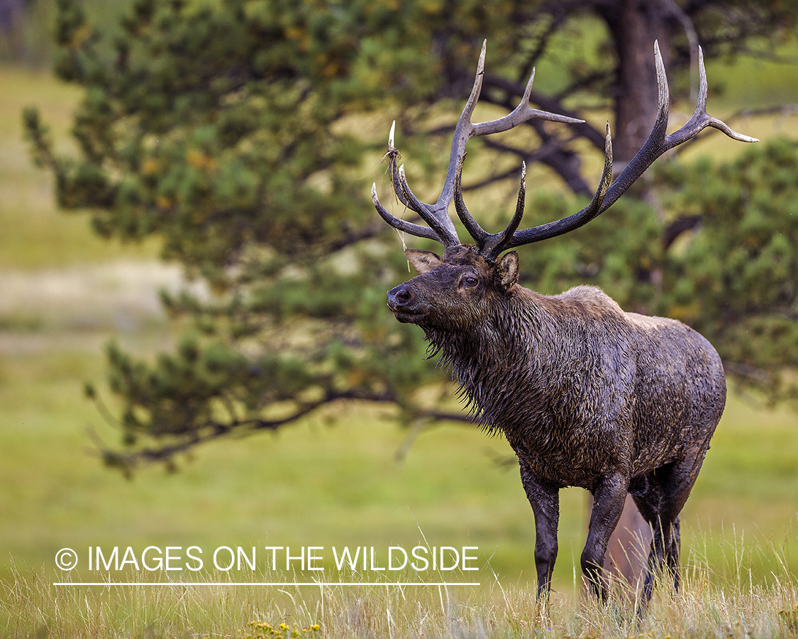 Bull elk in field.