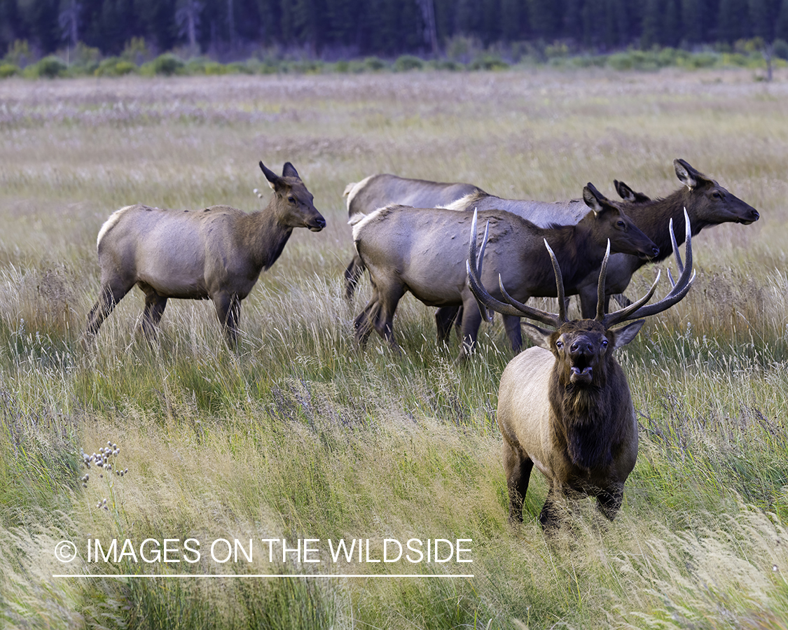 Bull elk bugling.