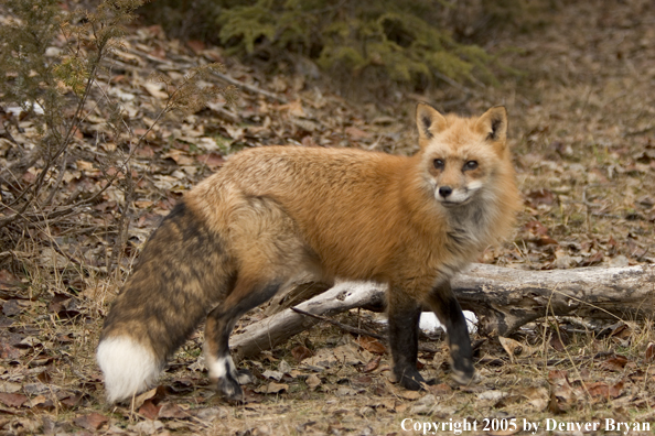 Red fox in habitat.