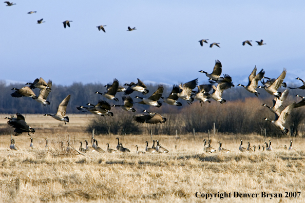 Canadian geese in flight