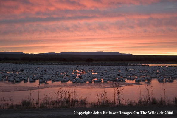 Snow geese in habitat.