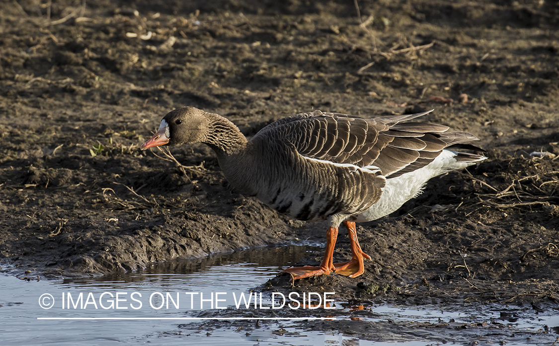 White-fronted goose in habitat.