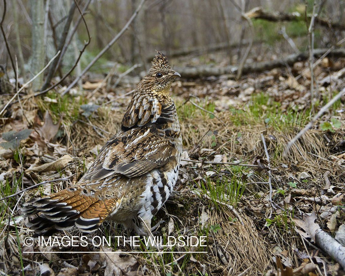 Ruffed Grouse.