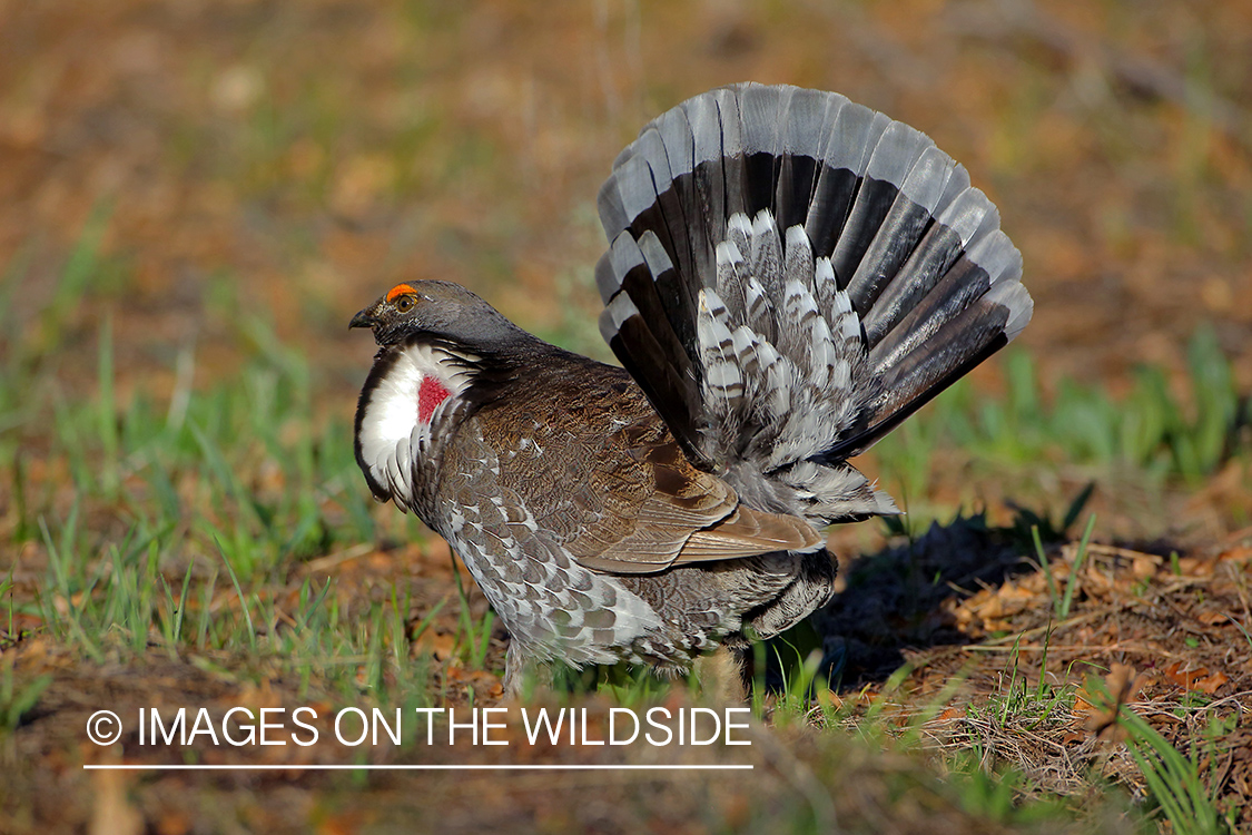 Dusky Grouse in habitat.