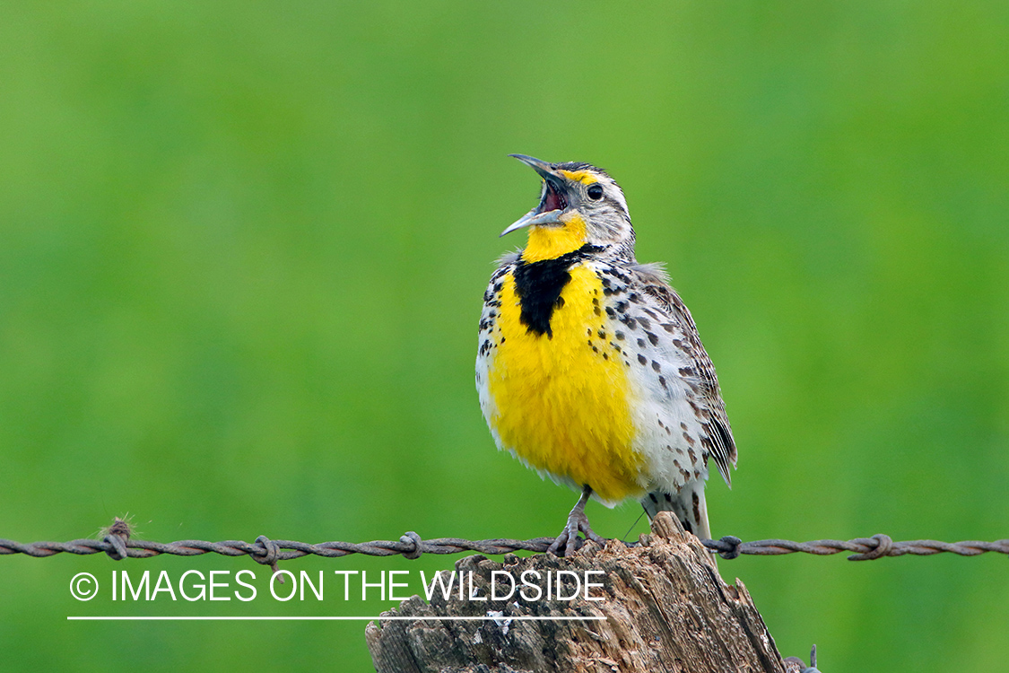 Western Meadowlark Singing on fence post.