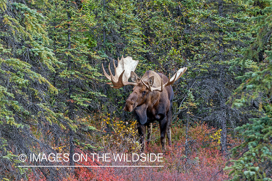 Alaskan bull moose in habitat.