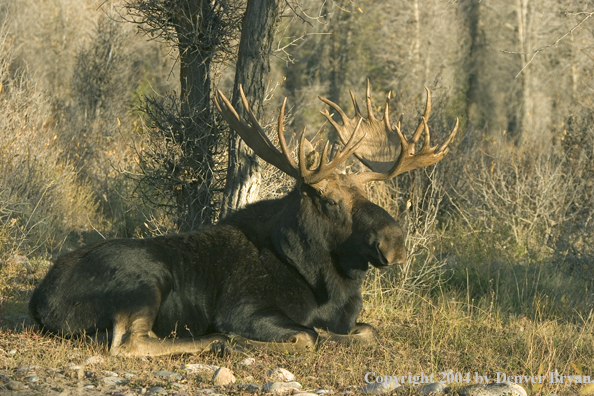 Shiras bull moose bedded down.