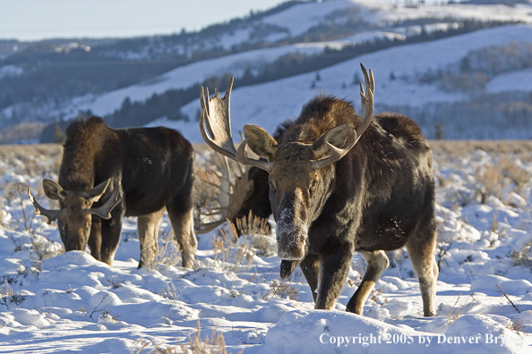 Bull moose in habitat.