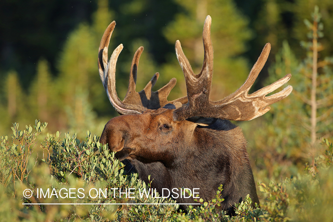 Bull Moose in Velvet.